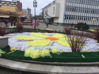 Farebný týždeň – Deň narcisov